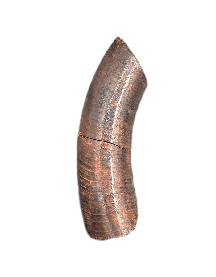 Giant Sloth Canine Tooth, Florida Pleistocene