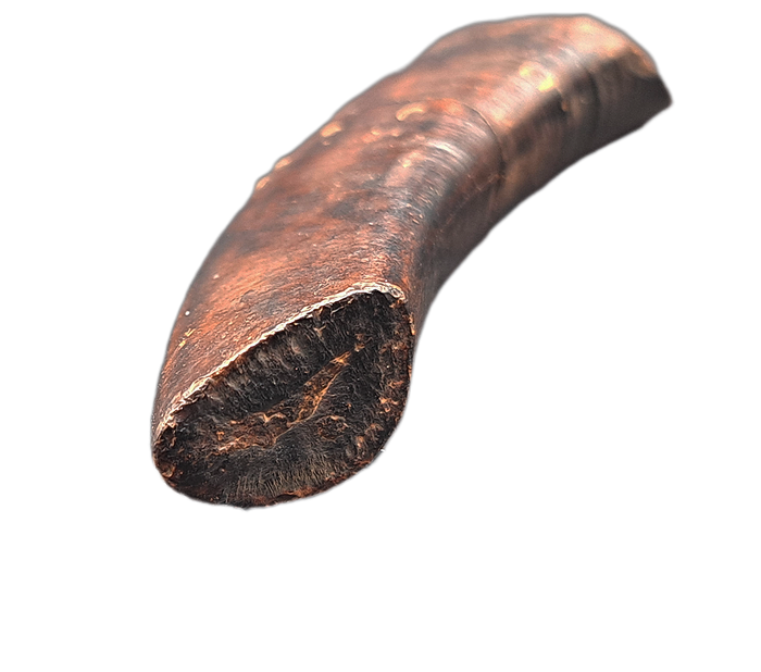Giant Sloth Canine Tooth, Florida Pleistocene