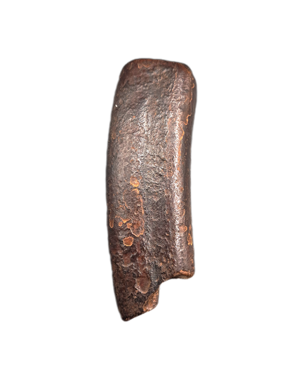 Giant Sloth Tooth, Florida Pleistocene