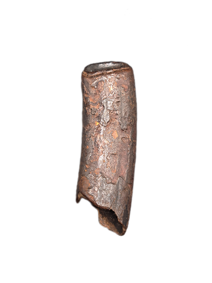 Giant Sloth Tooth, Florida Pleistocene
