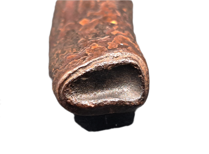 Giant Sloth Tooth, Florida Pleistocene