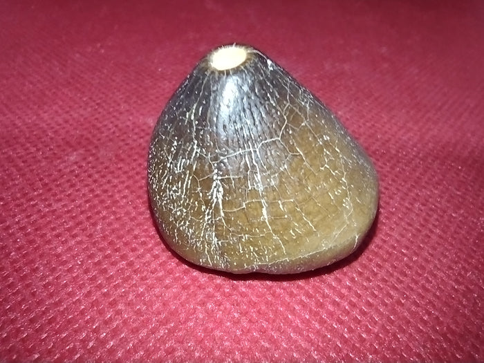 Globidens (Mosasaur) Tooth
