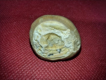 Globidens (Mosasaur) Tooth