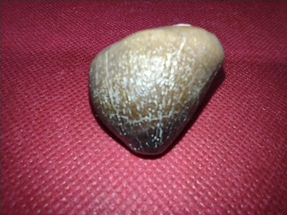 Globidens (Mosasaur) Tooth