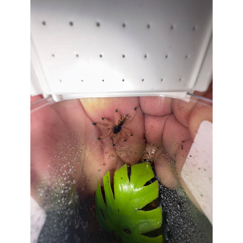 Goliath Pink Toe (Avicularia braunshauseni) (SLING)