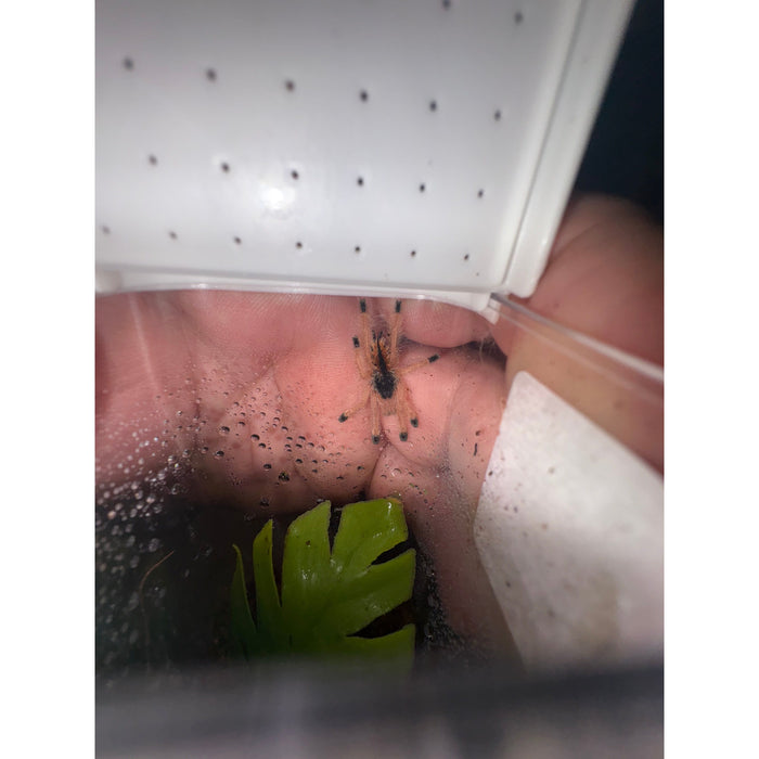 Goliath Pink Toe (Avicularia braunshauseni) (SLING)