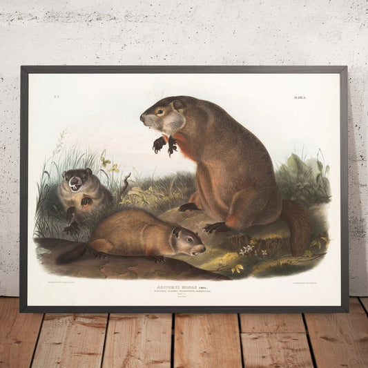 A framed image of