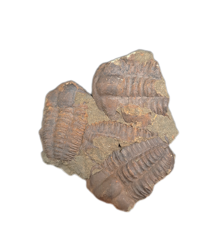 Group of Ellipsocephalus (trilobite), Czech Republic