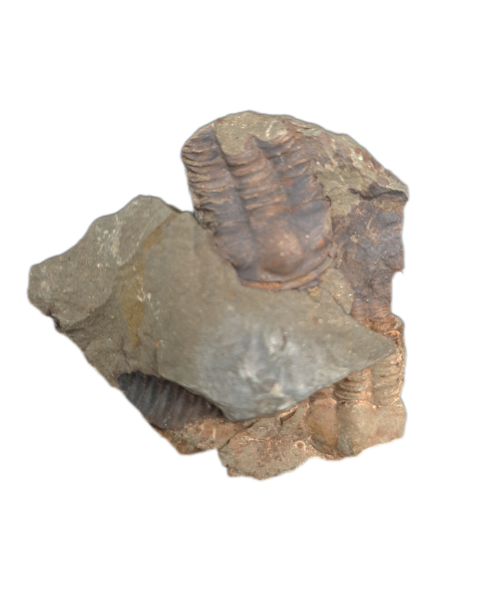 Group of Ellipsocephalus (trilobite), Czech Republic