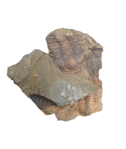 Group of Ellipsocephalus (trilobite), Czech Republic