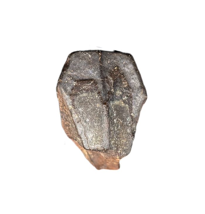 Hadrosaur Tooth, Judith River Formation