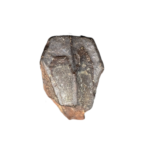 Hadrosaur Tooth, Judith River Formation