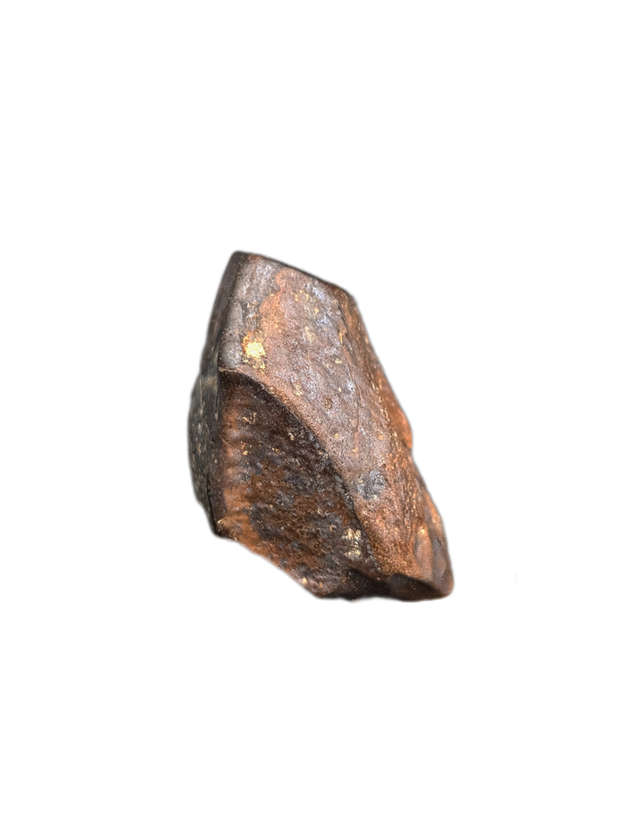 Hadrosaur Tooth, Judith River Formation