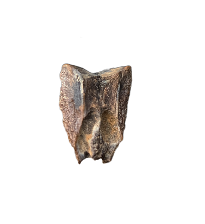 Hadrosaur Tooth, Judith River Formation