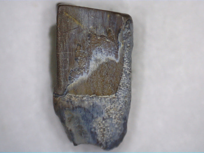 Hadrosaur Tooth, Judith River Formation