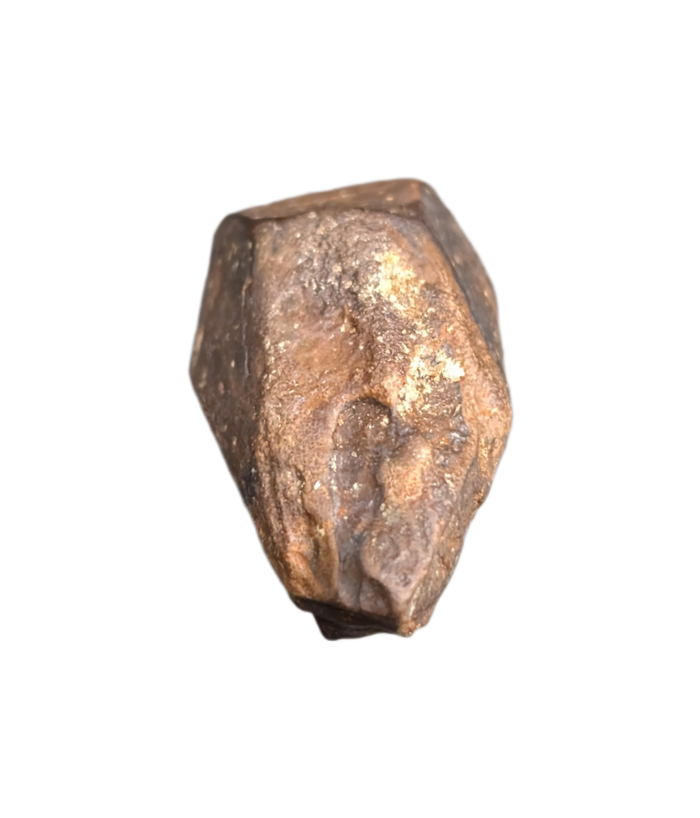 Hadrosaur Tooth, Judith River Formation