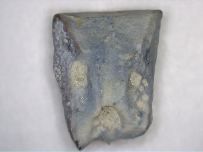 Hadrosaur Tooth, Judith River Formation
