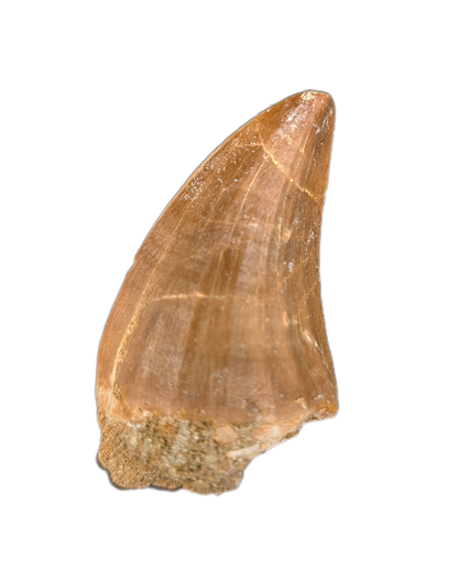 Hainosaurus Tooth, Morroco (Mosasaur)