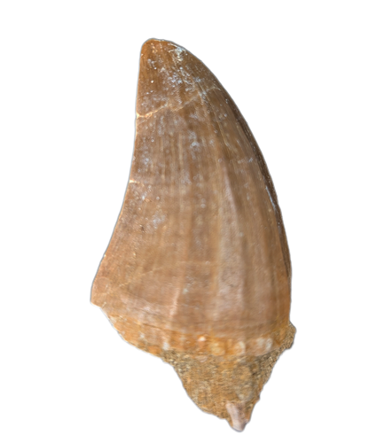Hainosaurus Tooth, Morroco (Mosasaur)