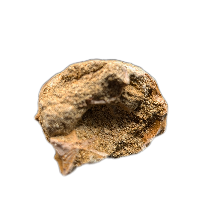 Hainosaurus Tooth, Morroco (Mosasaur)