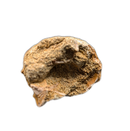 Hainosaurus Tooth, Morroco (Mosasaur)