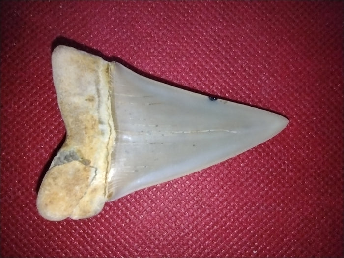 Hastalis Shark Tooth from Shark Tooth Hill, California