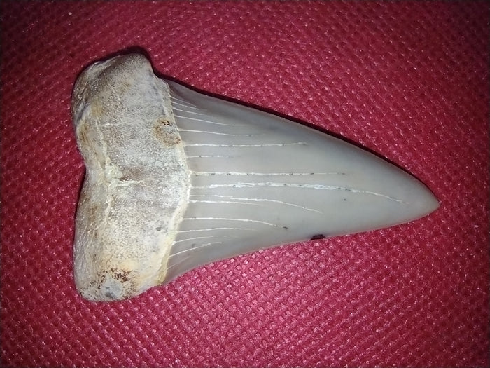 Hastalis Shark Tooth from Shark Tooth Hill, California