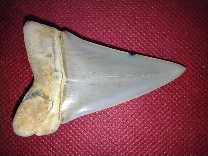 Hastalis Shark Tooth from Shark Tooth Hill, California