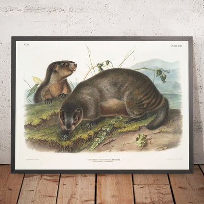 A framed image of