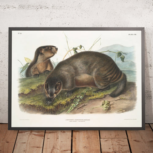 A framed image of
