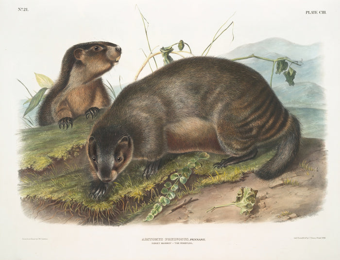 Hoary Marmot (Arctomys pruinosus) by John Woodhouse Audubon, 1845