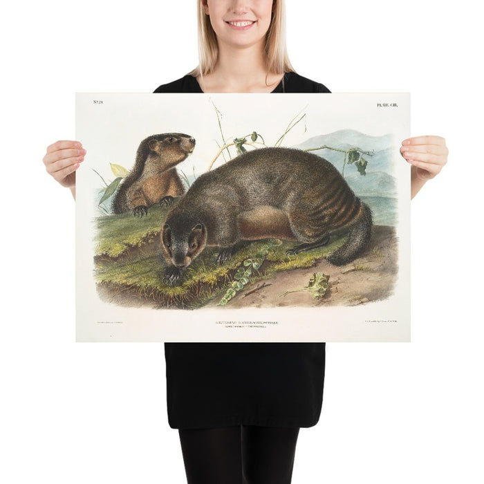 Hoary Marmot (Arctomys pruinosus) by John Woodhouse Audubon, 1845