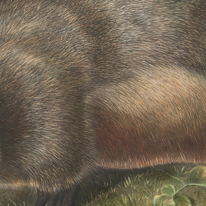 Hoary Marmot (Arctomys pruinosus) by John Woodhouse Audubon, 1845