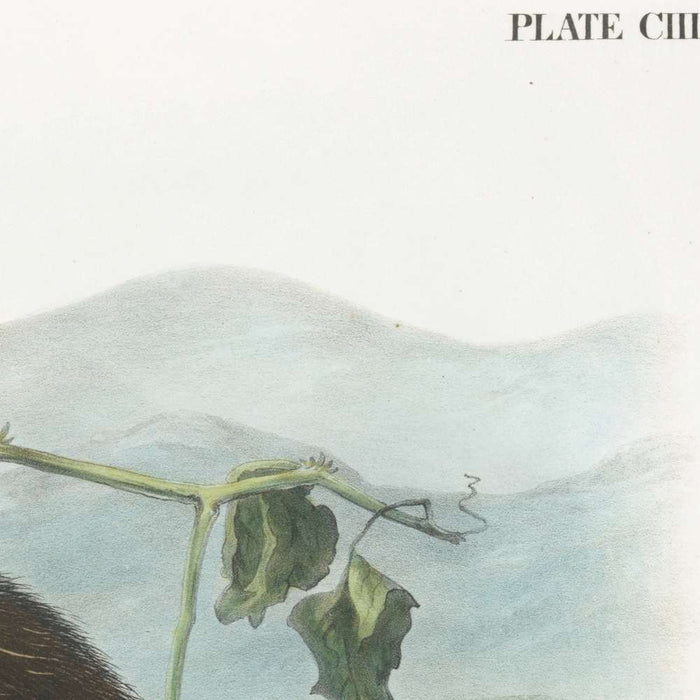 Hoary Marmot (Arctomys pruinosus) by John Woodhouse Audubon, 1845