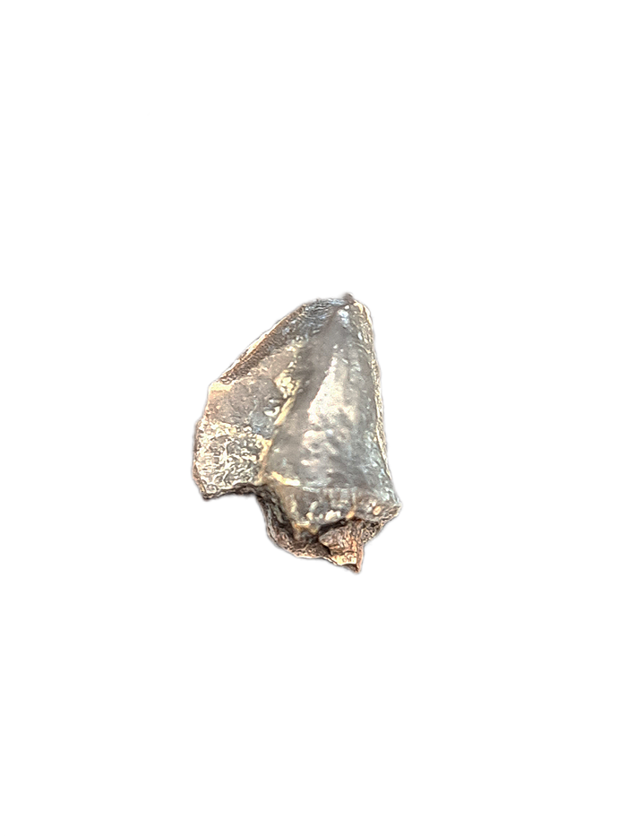 Homogalax (Basal Ungulate), Wasatch Formation, Utah