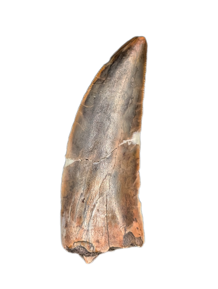 Huge Kryptops Tooth, Elrhaz Formation