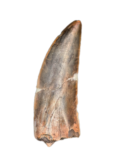 Huge Kryptops Tooth, Elrhaz Formation