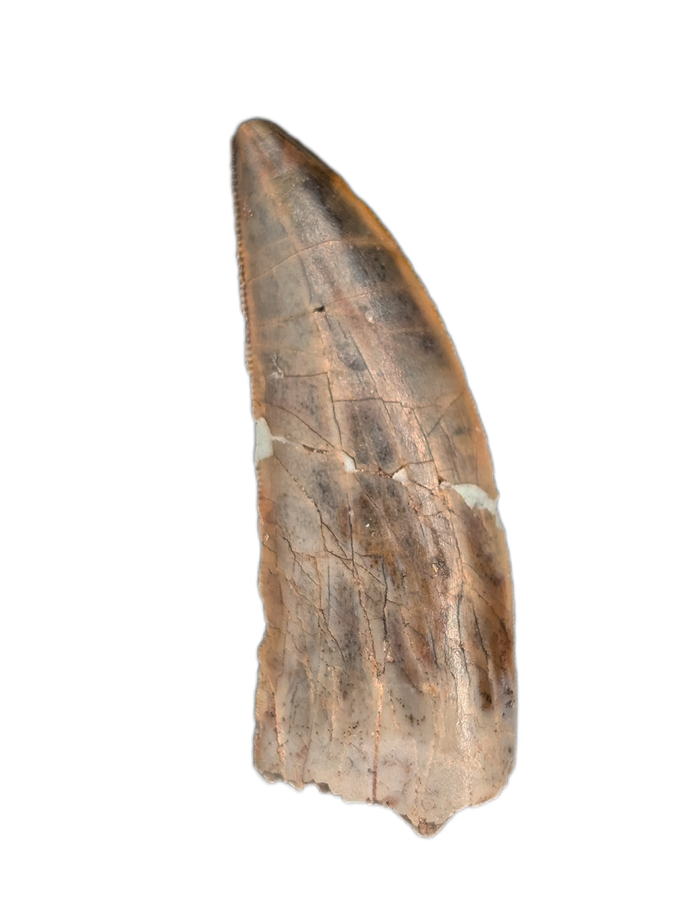 Huge Kryptops Tooth, Elrhaz Formation
