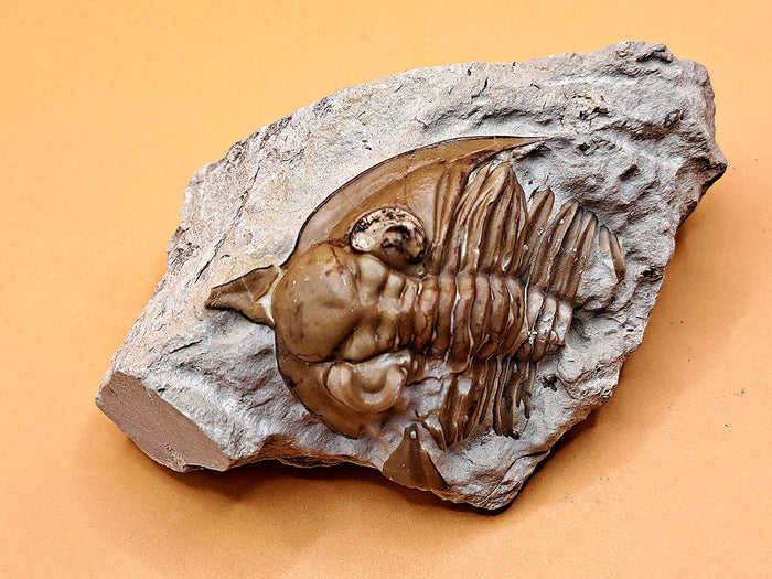 Huntonia Trilobite, Oklahoma