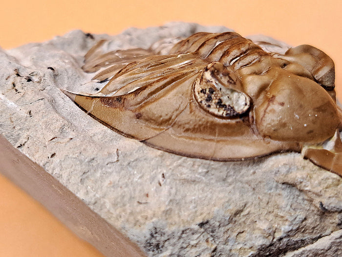 Huntonia Trilobite, Oklahoma