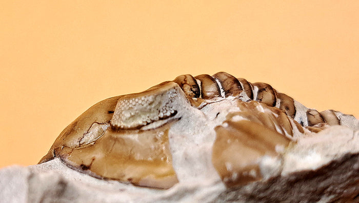 Huntonia Trilobite, Oklahoma