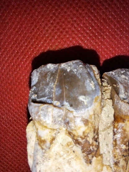 Hyracodon Upper Molars,  Brule Formation