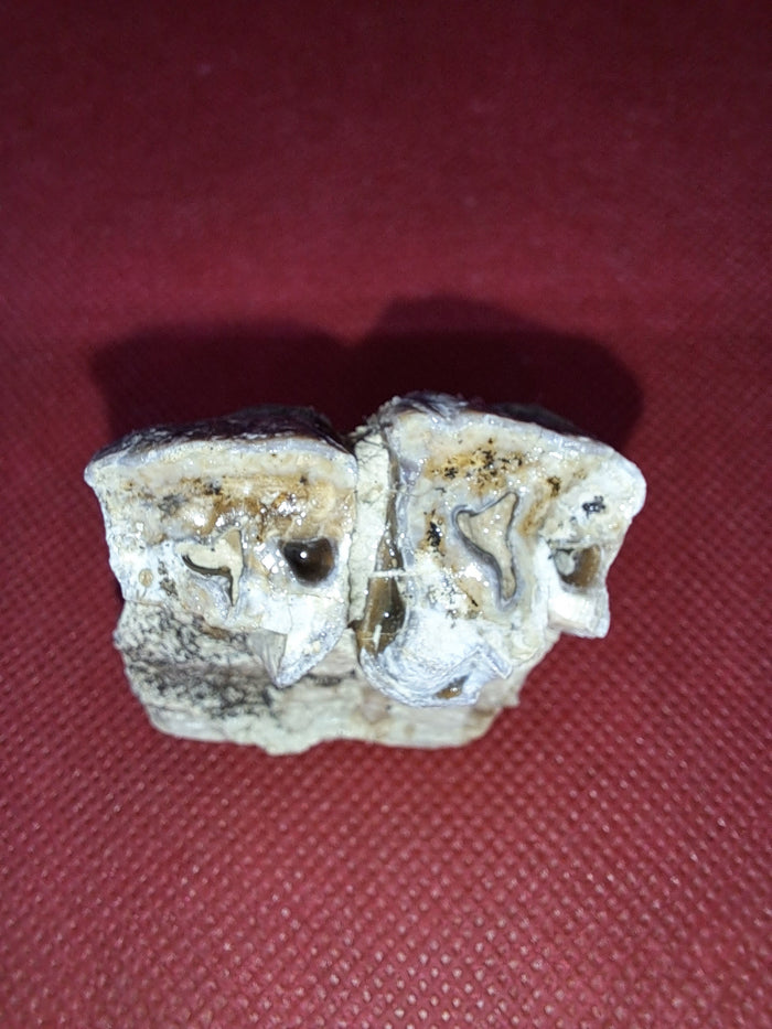 Hyracodon Upper Molars,  Brule Formation
