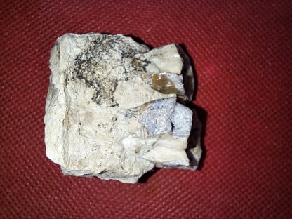 Hyracodon Upper Molars,  Brule Formation