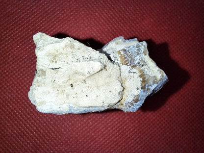 Hyracodon Upper Molars,  Brule Formation