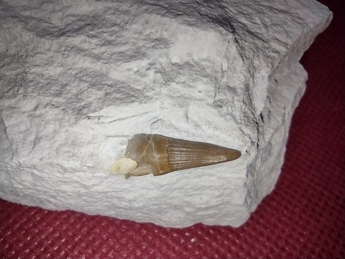 Ichthyosaur (Aegirosaurus?) Tooth. Jurassic Period, Solnhofen Limestone