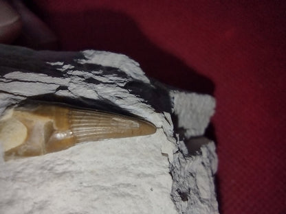 Ichthyosaur (Aegirosaurus?) Tooth. Jurassic Period, Solnhofen Limestone