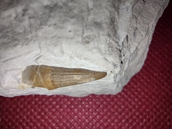 Ichthyosaur (Aegirosaurus?) Tooth. Jurassic Period, Solnhofen Limestone