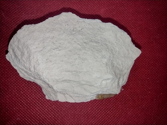 Ichthyosaur (Aegirosaurus?) Tooth. Jurassic Period, Solnhofen Limestone