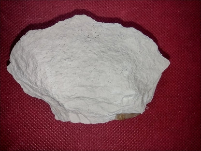 Ichthyosaur (Aegirosaurus?) Tooth. Jurassic Period, Solnhofen Limestone